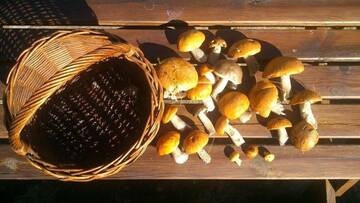 Фото номера Двухместный номер с 2 отдельными кроватями Фермерские дома Agroturystyka pod Jaworem г. Висла 2